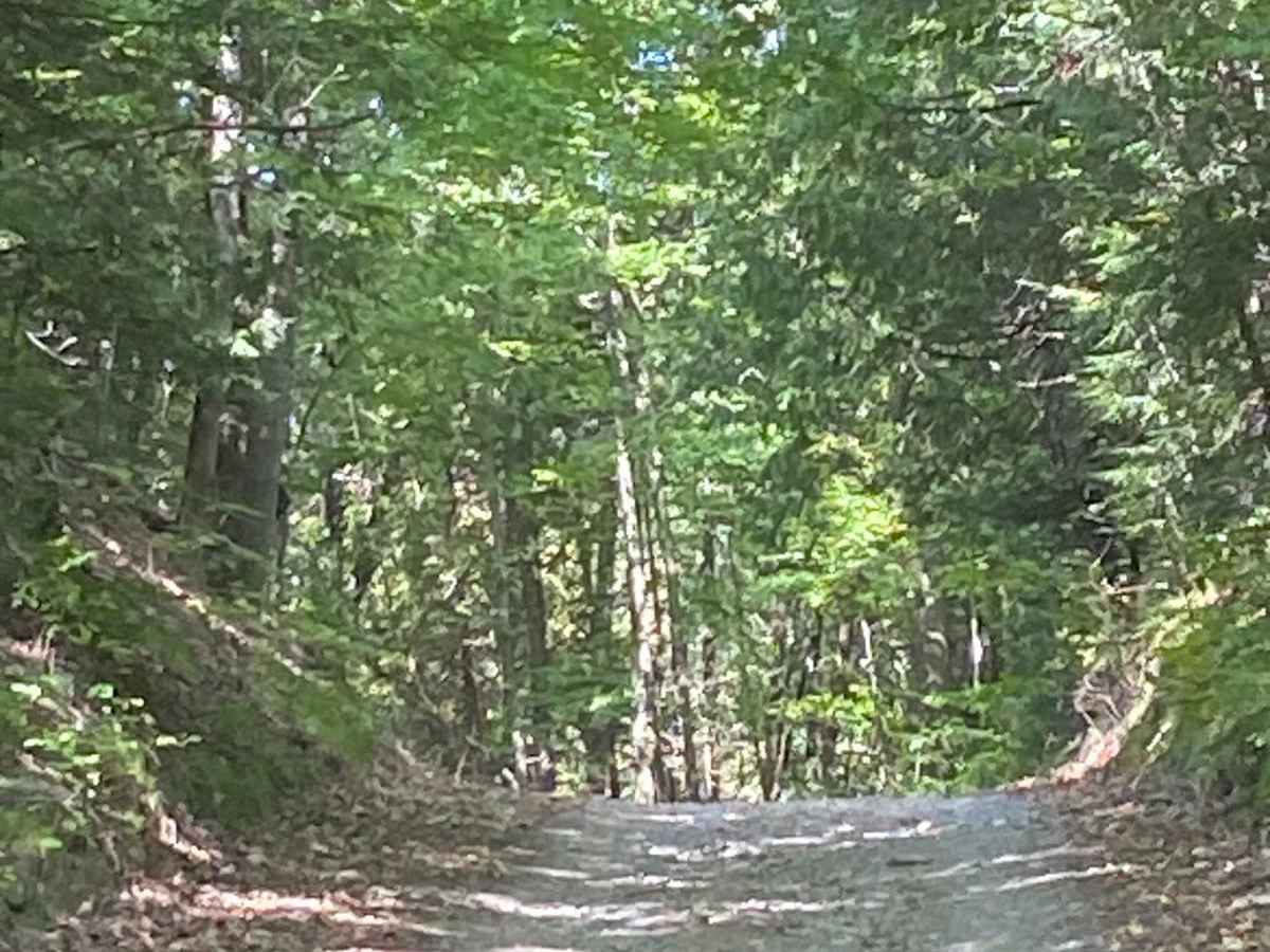 Fifth Line Run trail photo