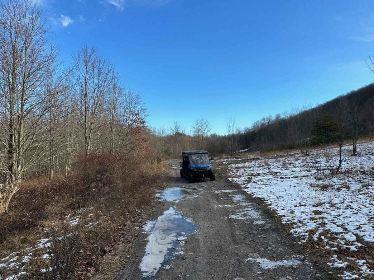 Locust Gap 18 photo 4