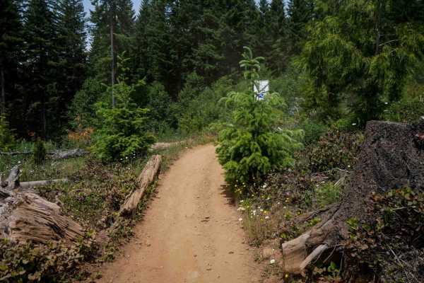 Rogers Camp Road #1