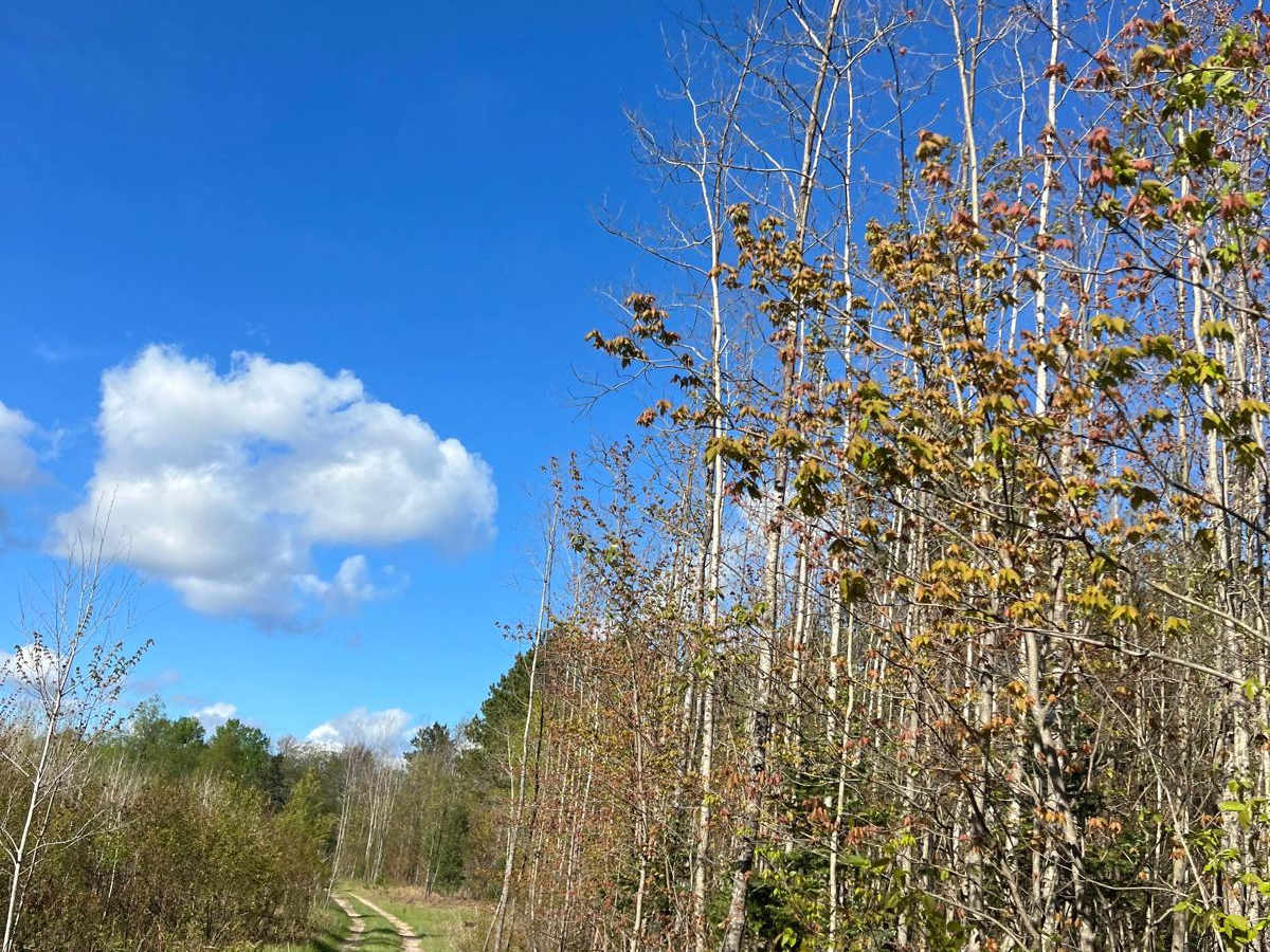 Narrow Birch Trail photo 4