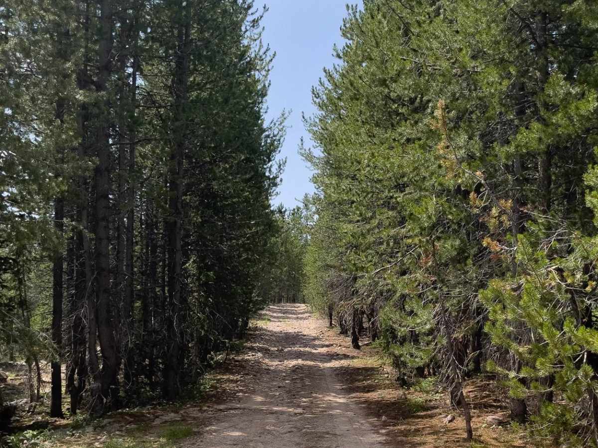Pit & Page Hill (FR 80170) photo 5