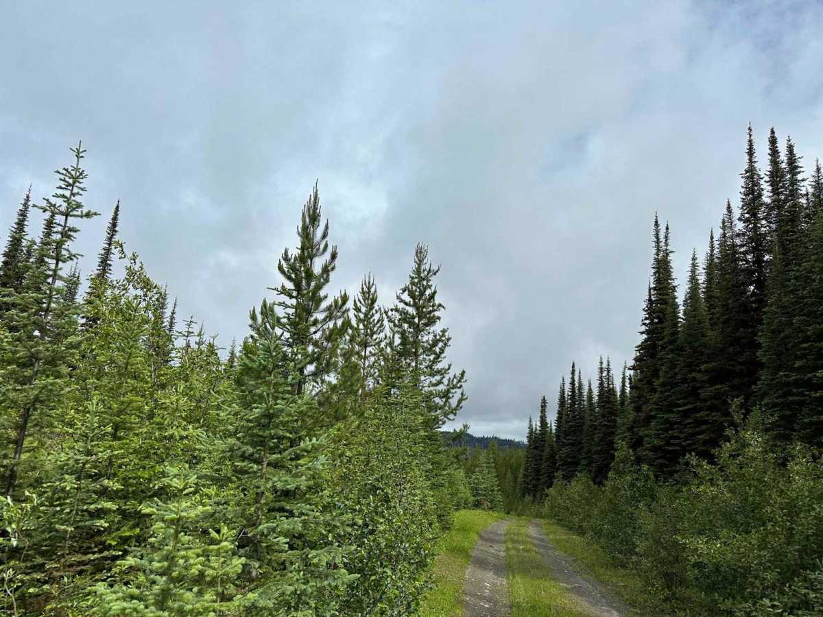 Jamieson Creek Road to Allan Lake photo 3
