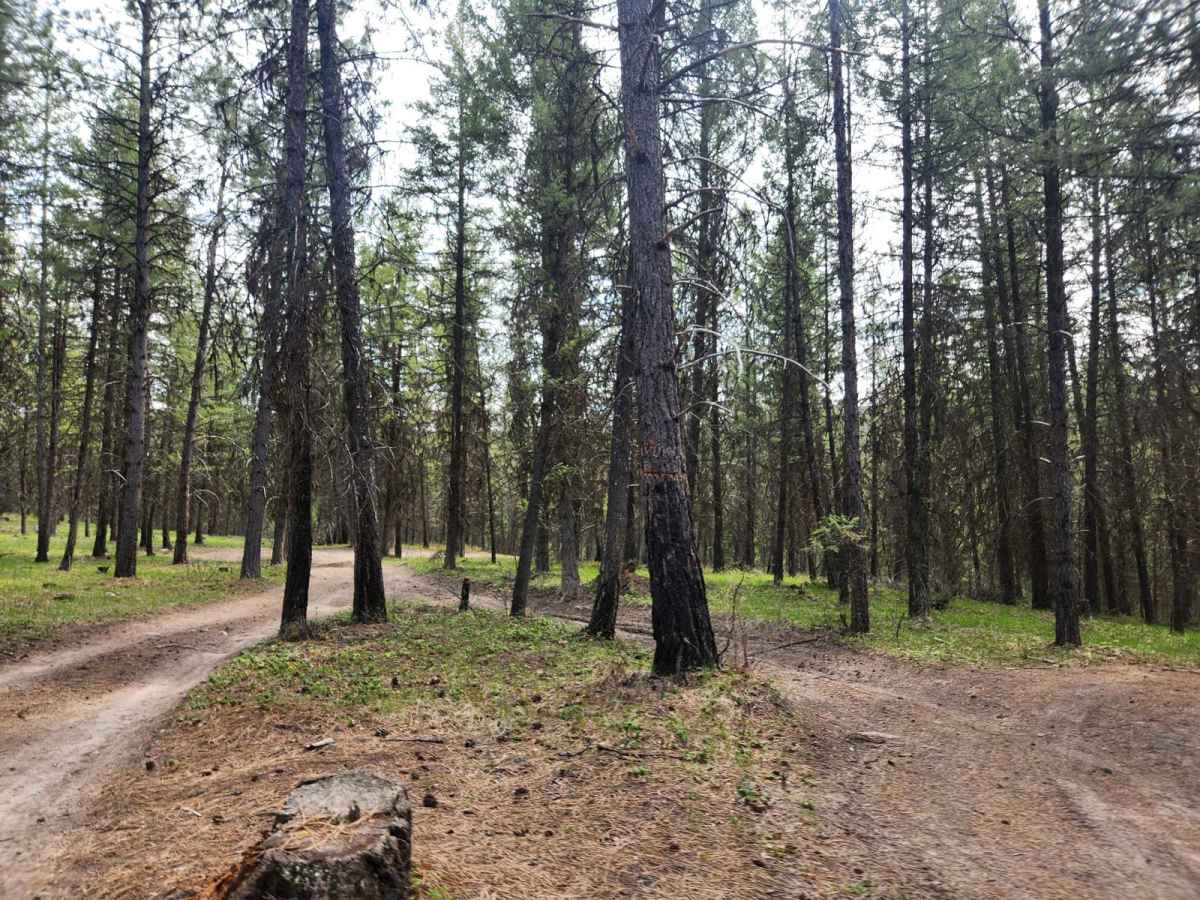 Pinkham Falls Route photo 3