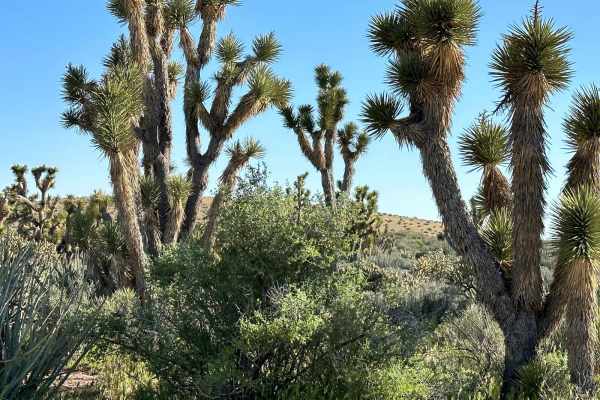 NV-UT State Line Road 020