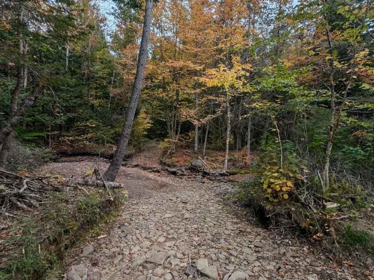 Firewood Lane Gully trail photo