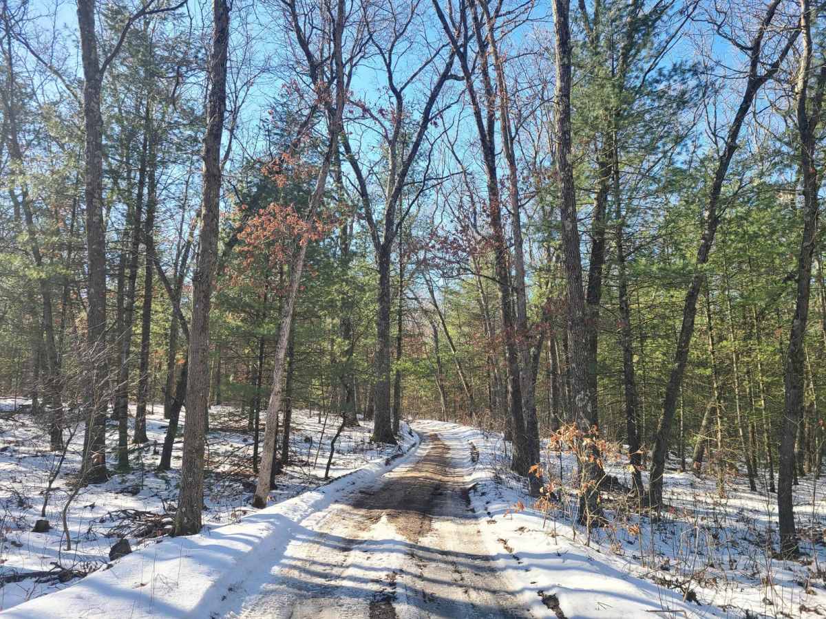 Forest Road 9100 photo 4