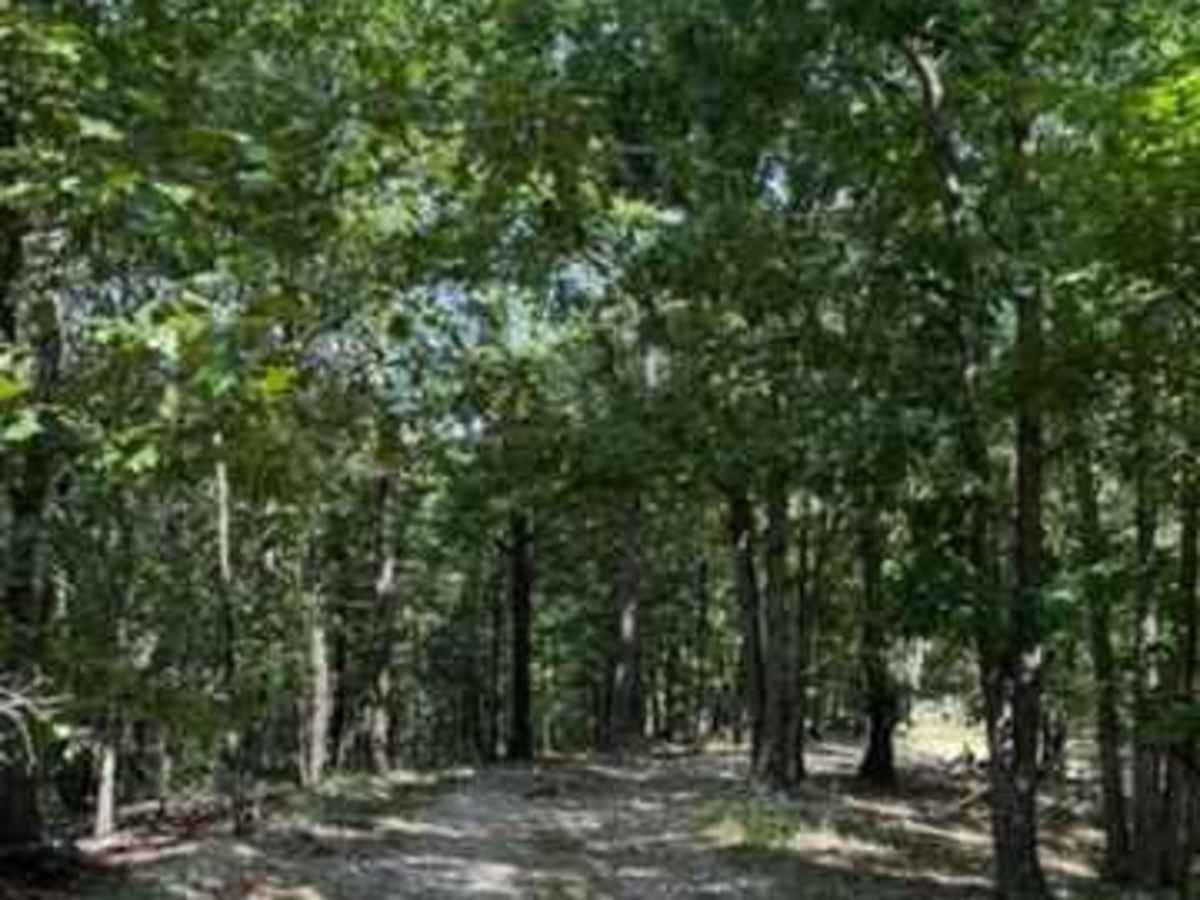 Jackson's Trail photo 4