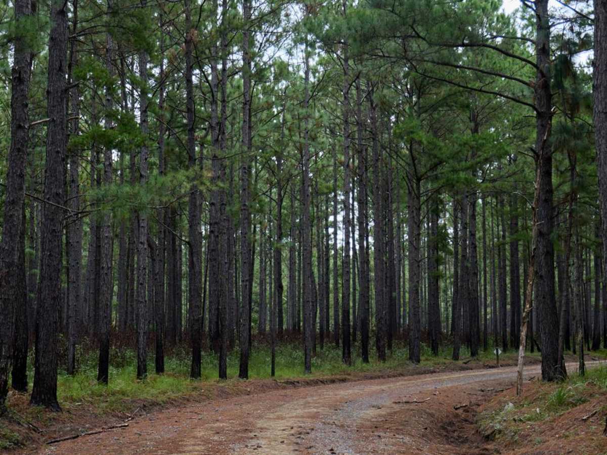 Bonneau Ferry WMA - Perimeter Loop 'B' - Alternate photo 2