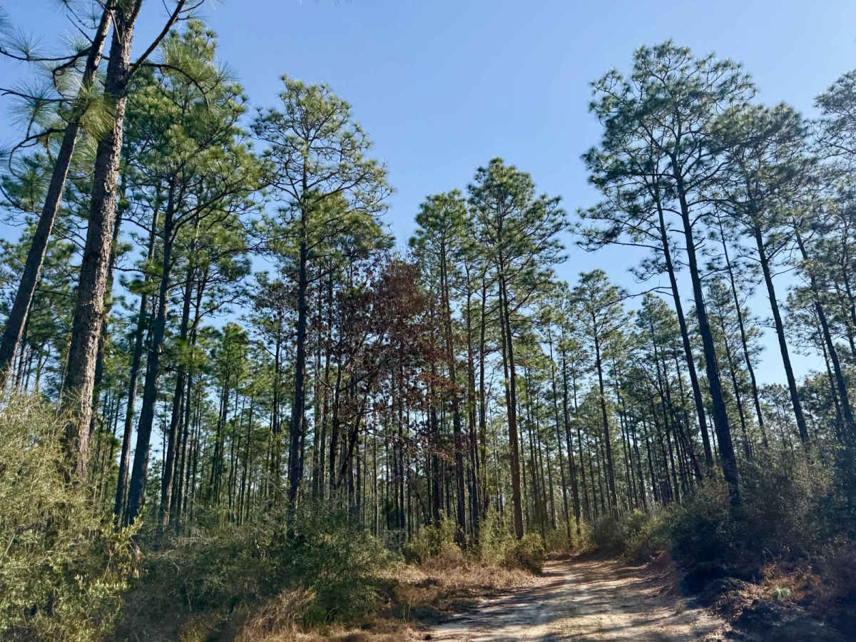 Florida State R81 photo 5