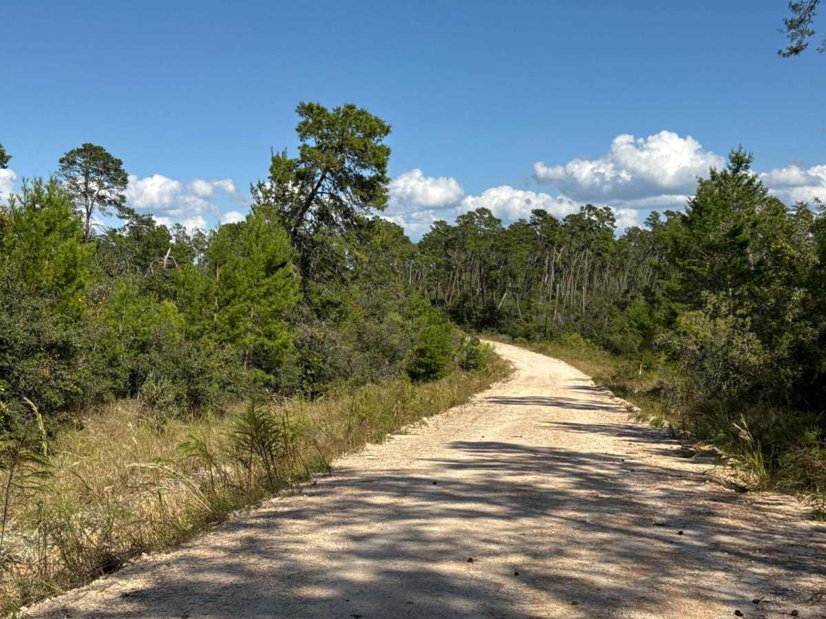 John T. Childers Road - ONF 53 photo 3