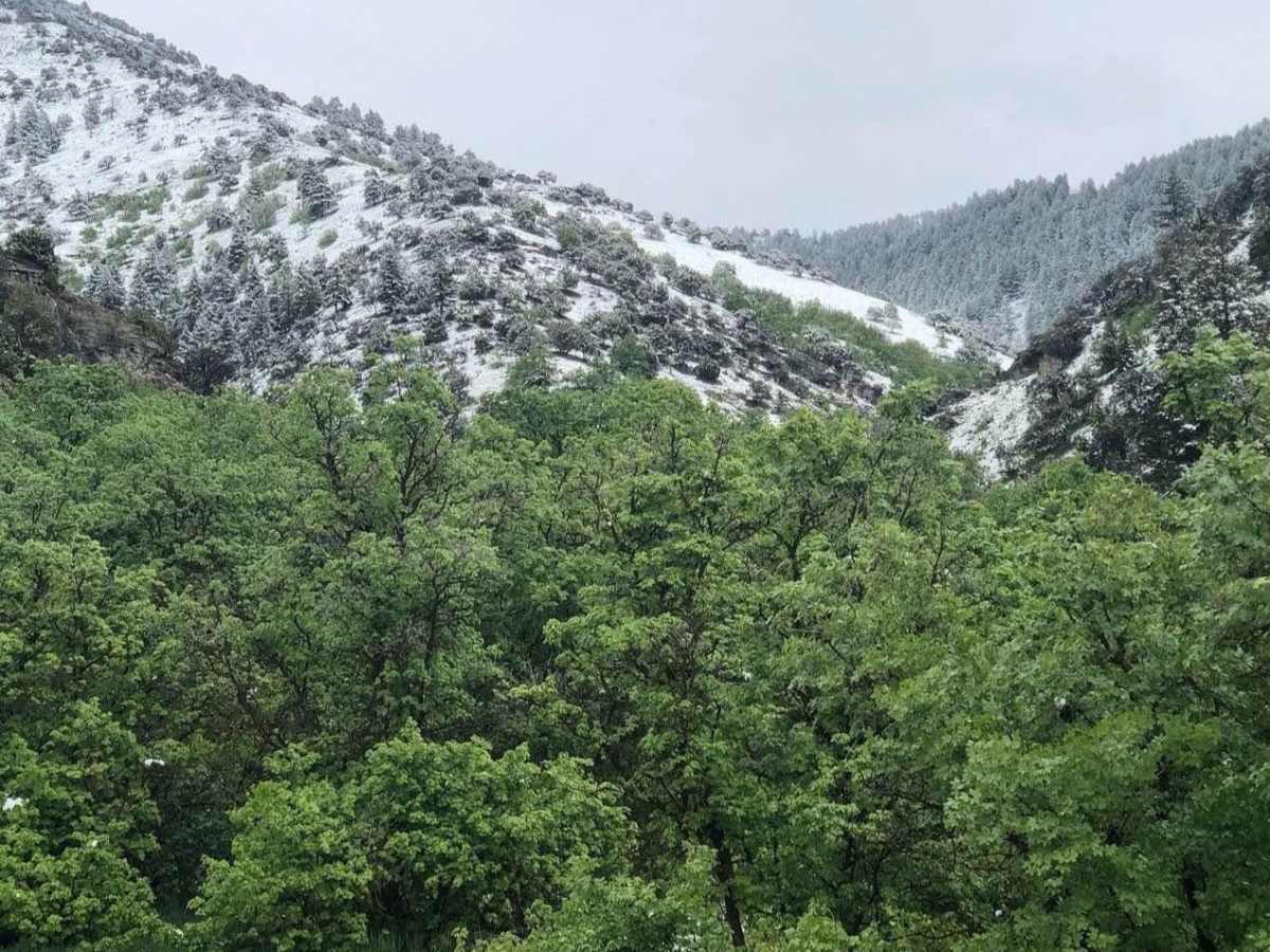 Hyde Park Mine photo 4