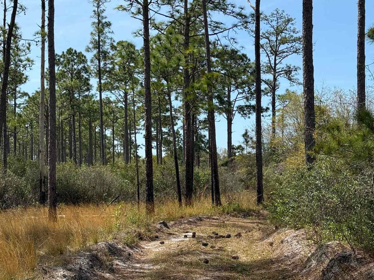 Pettiford Creek Trail 13 photo 6