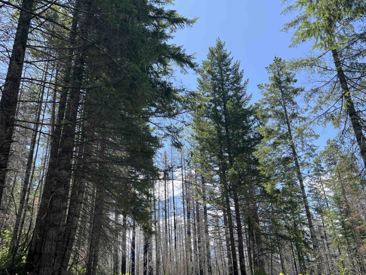 Oak Grove/Timothy Lake photo 2