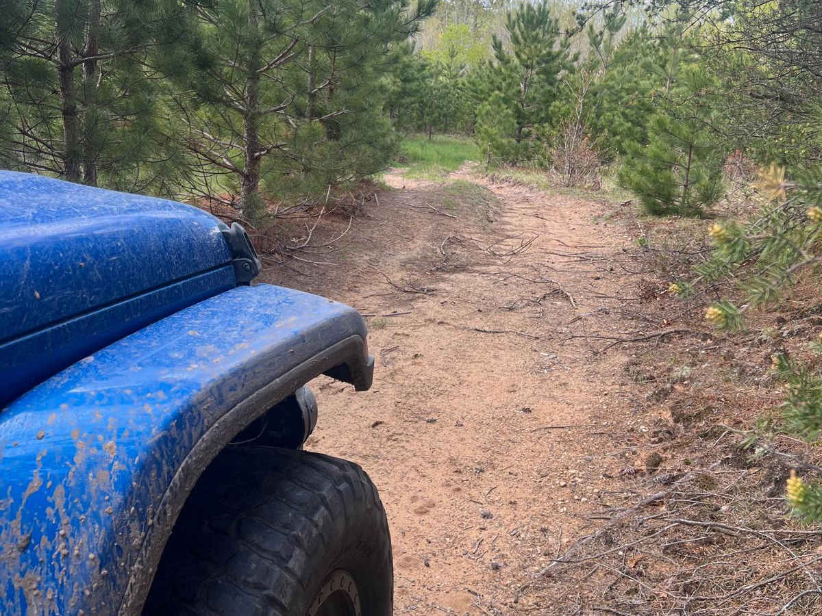 Christmas Tree Trail photo 5