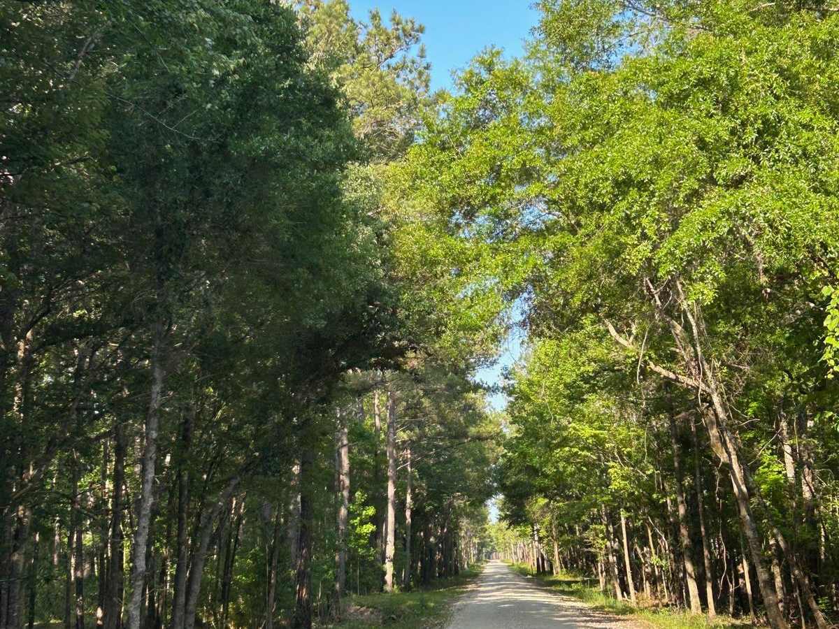 Willow Hall Road PT.1 - FSR 202 trail photo