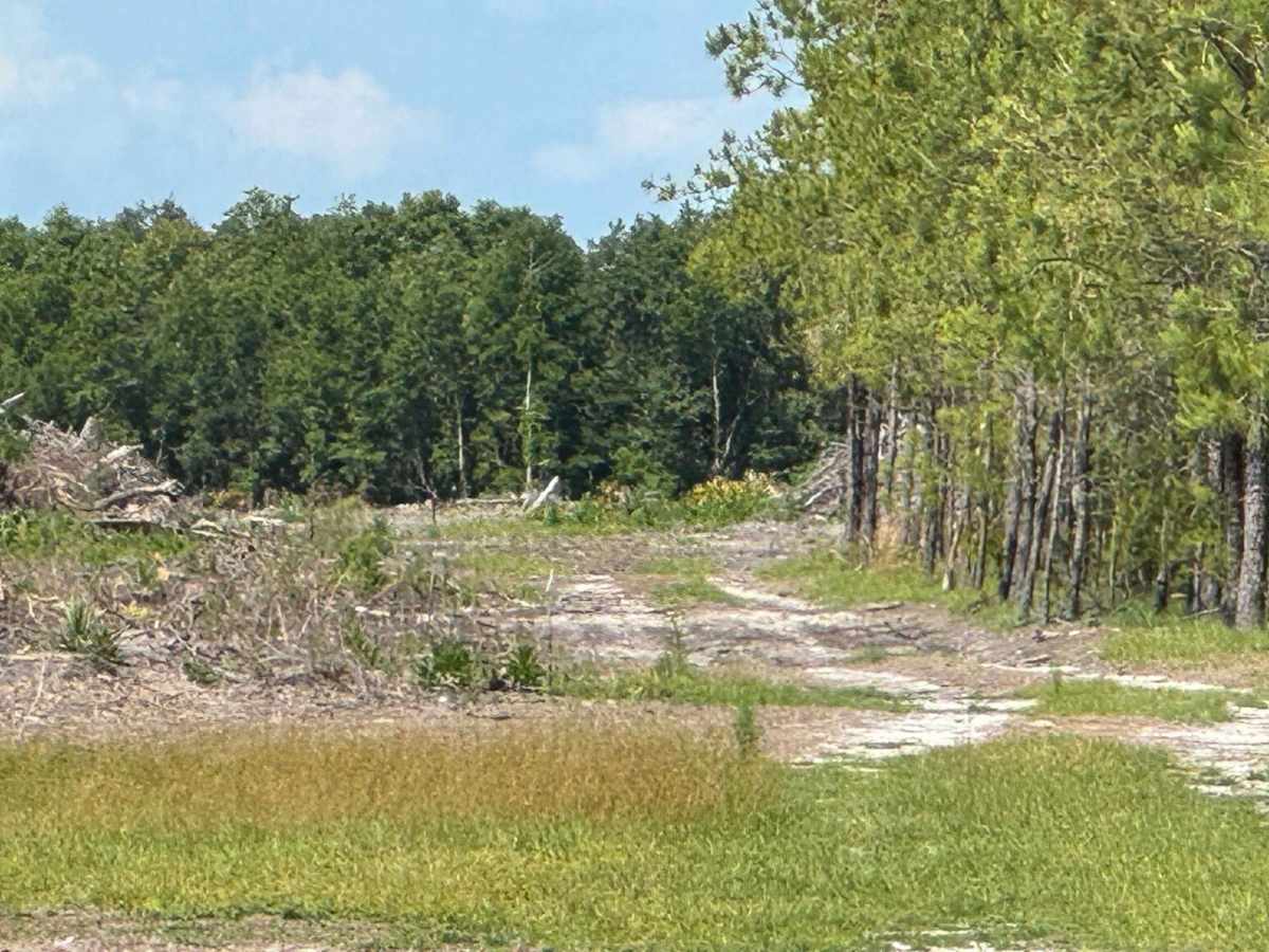 St. Johns River WMD West photo 5