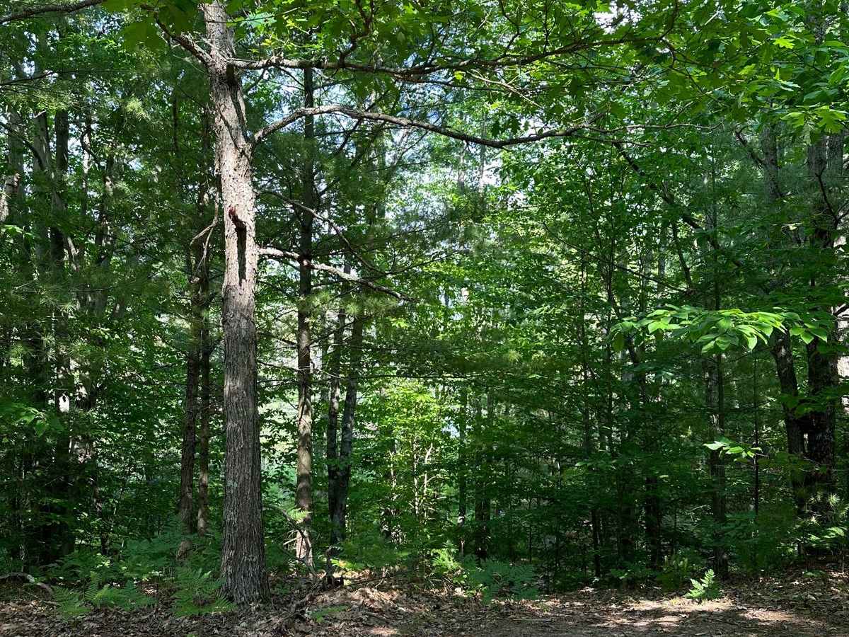 Wallin Road Part 3 trail photo