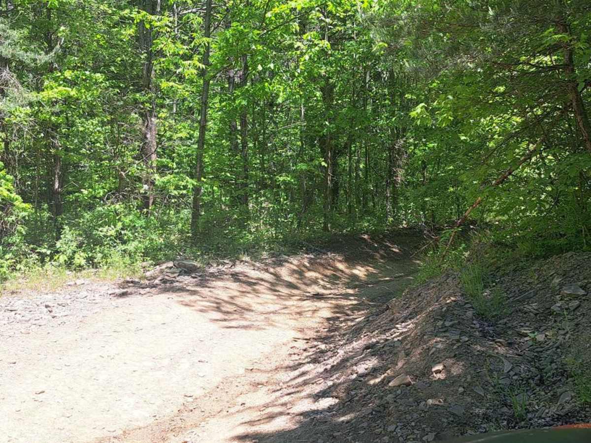 Bear Path 1 photo 2