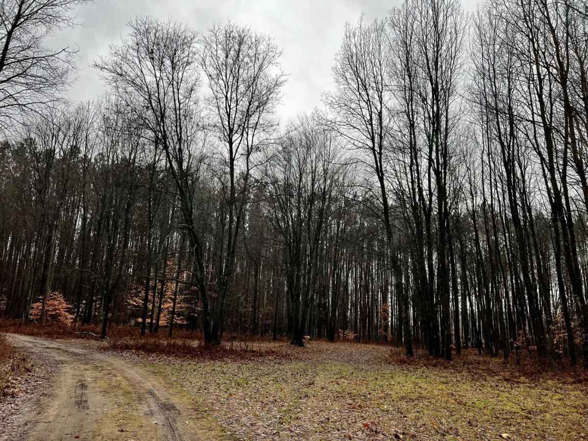 Minnie Lake Trail (NFS 9580) photo 6