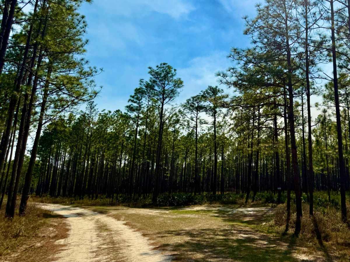 Forest Road 367 photo 3