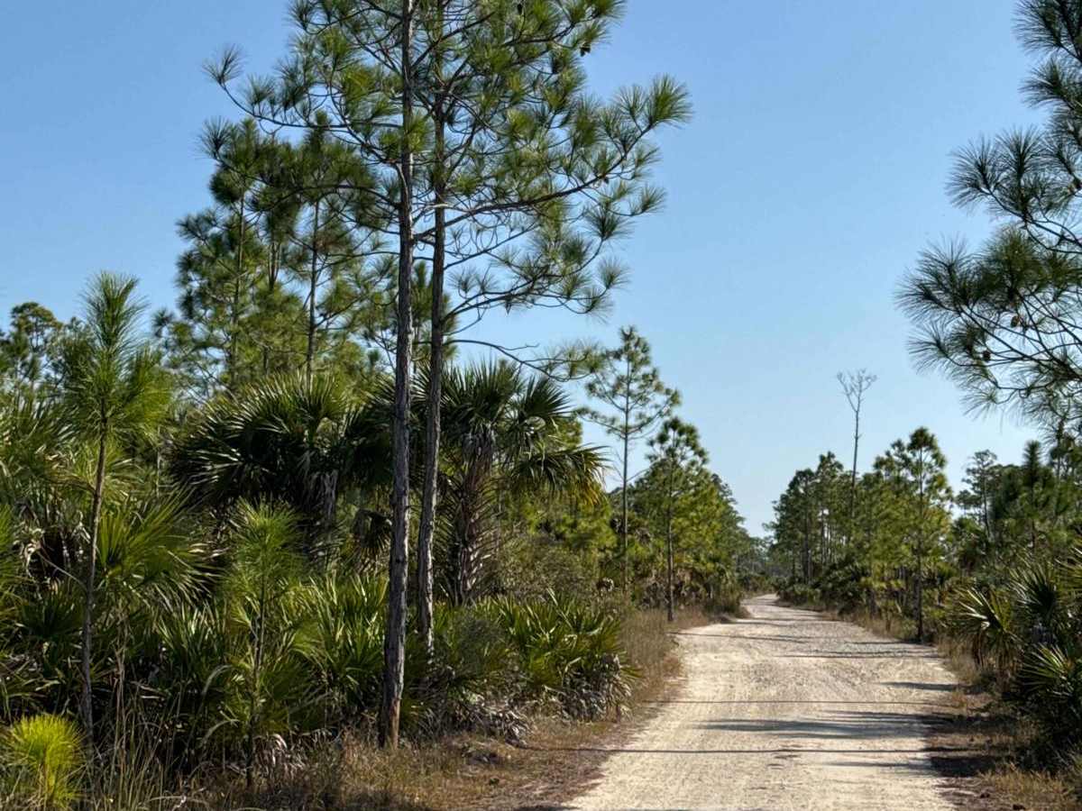 East Sabal Palm Road photo 4