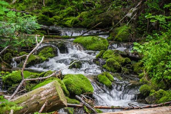 Chipmunk Creek