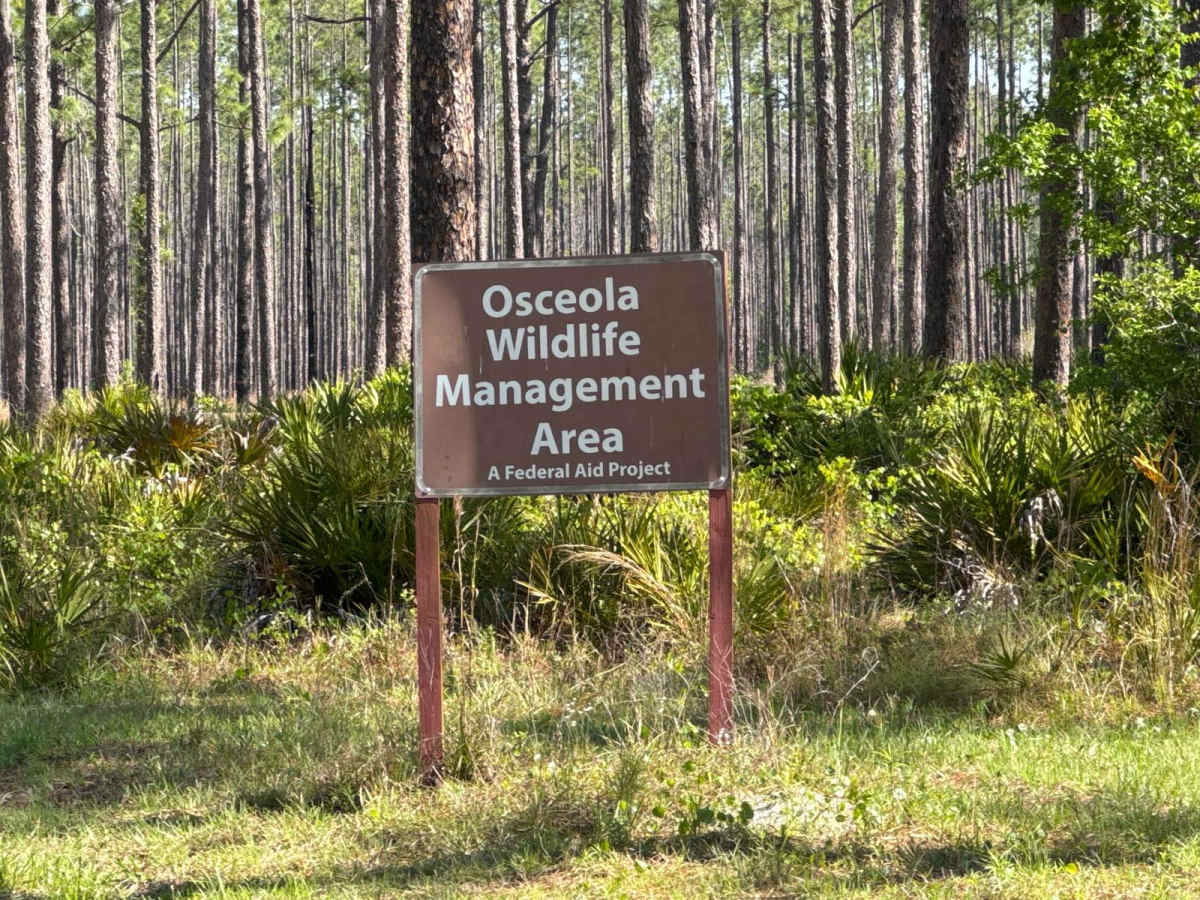 Coleman - Osceola NF 215 photo 3