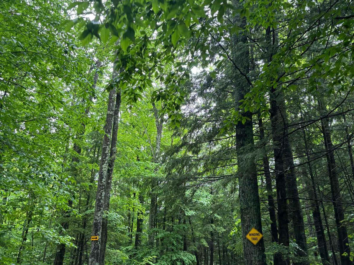 Forest Road 2330M trail photo