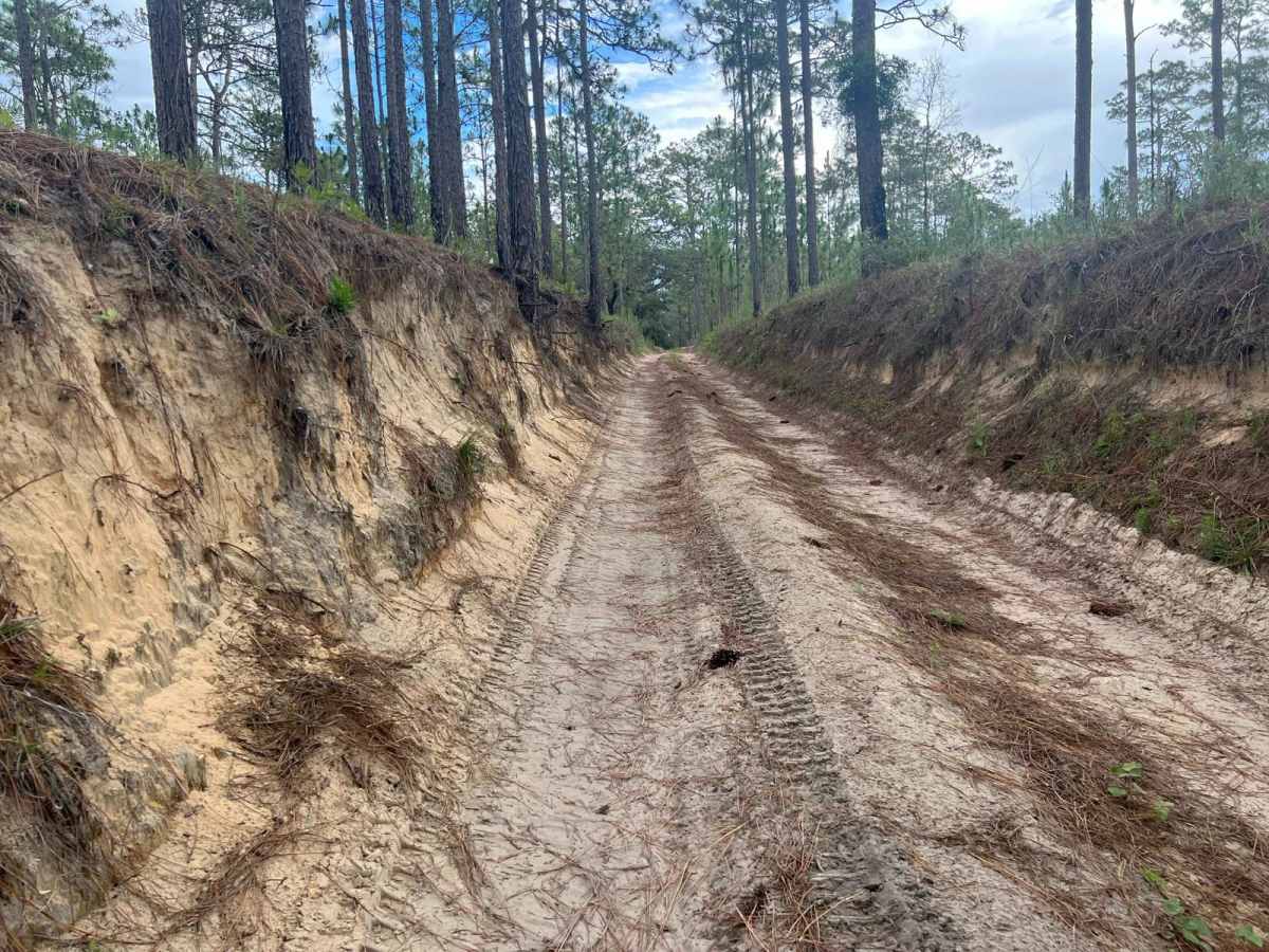 Crooms Wildlife Management | Trail 4 photo 4
