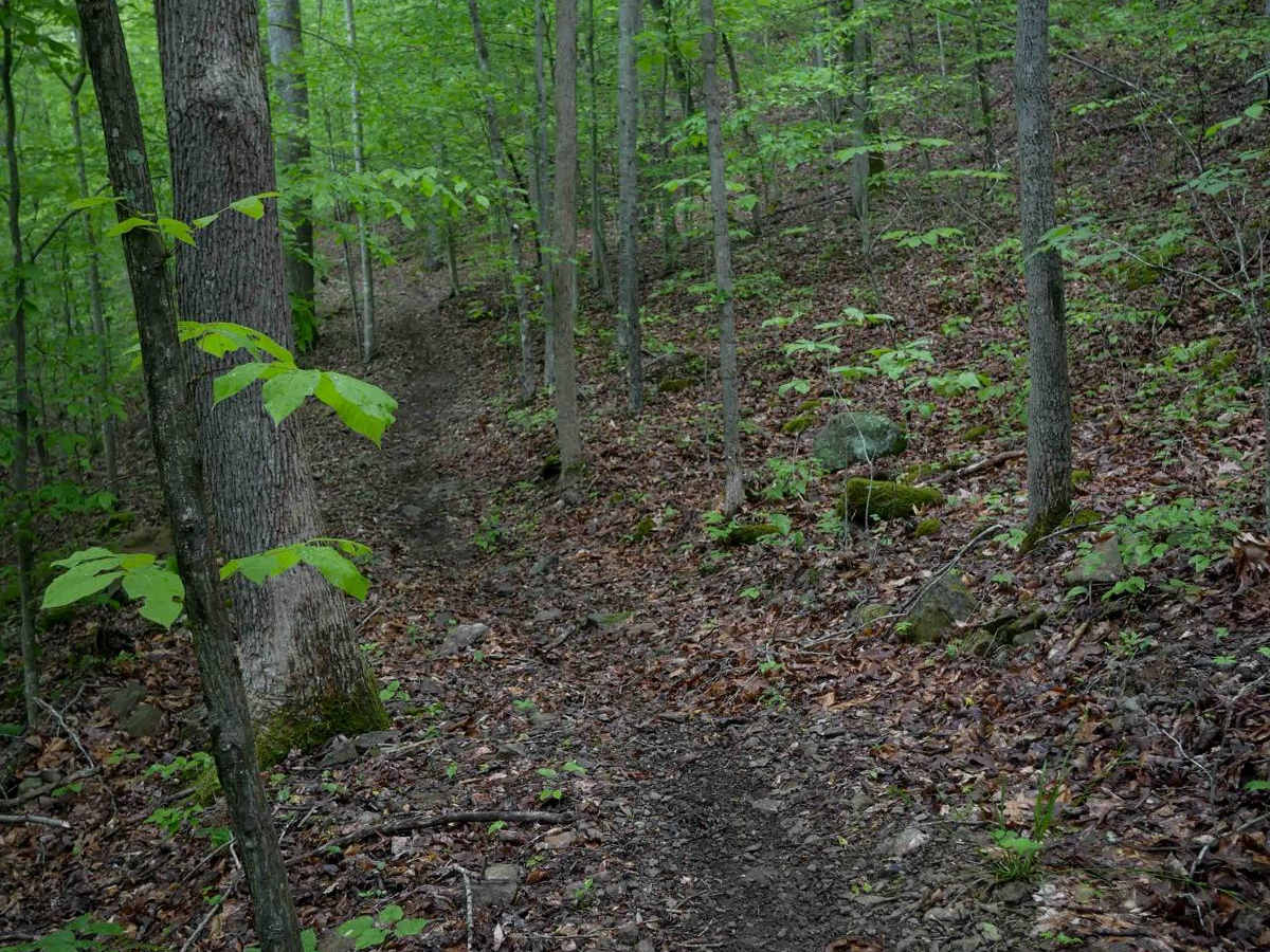 IB 134 photo 3