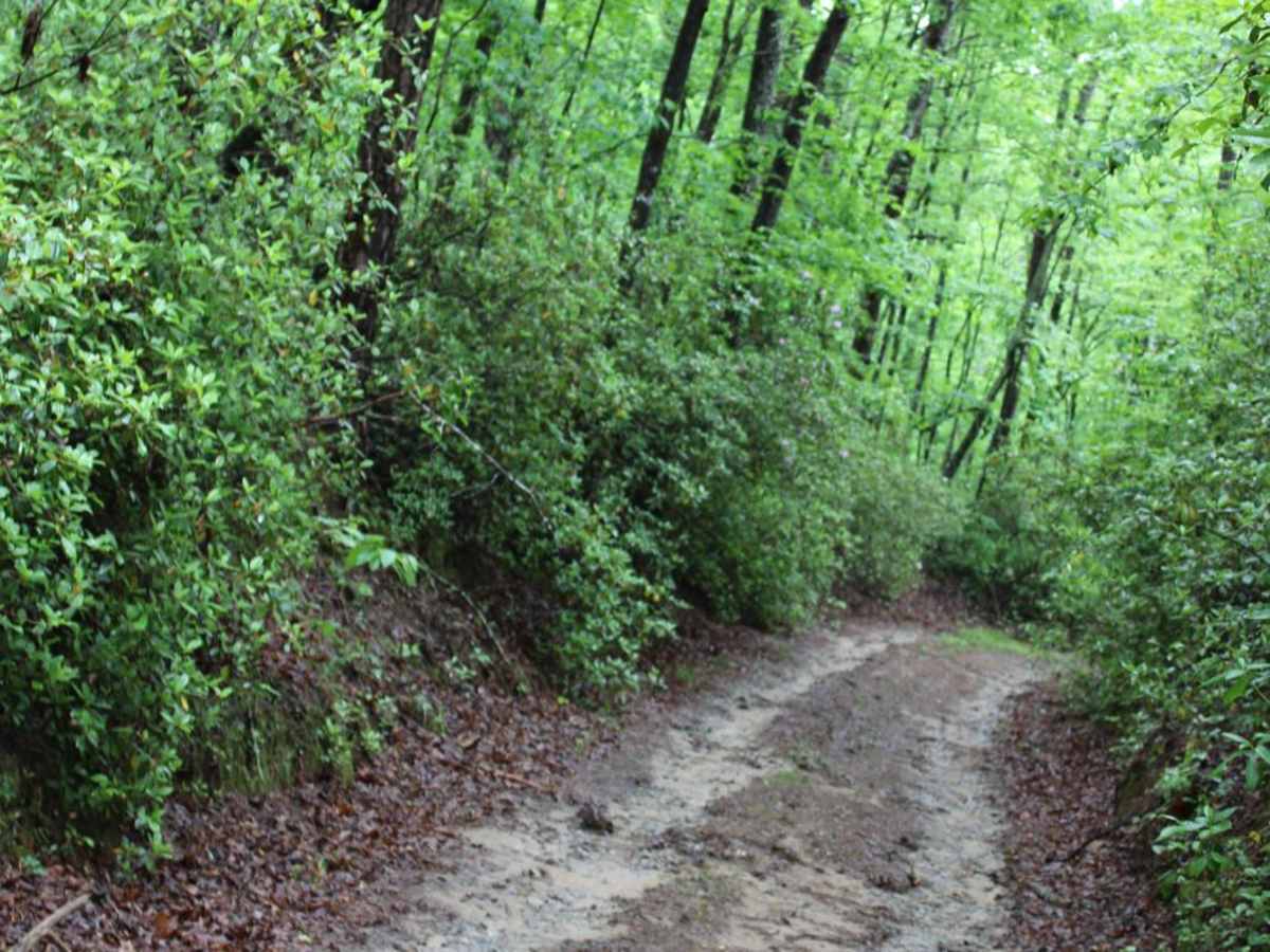 South Panther Creek Road (FSR 220) photo 3