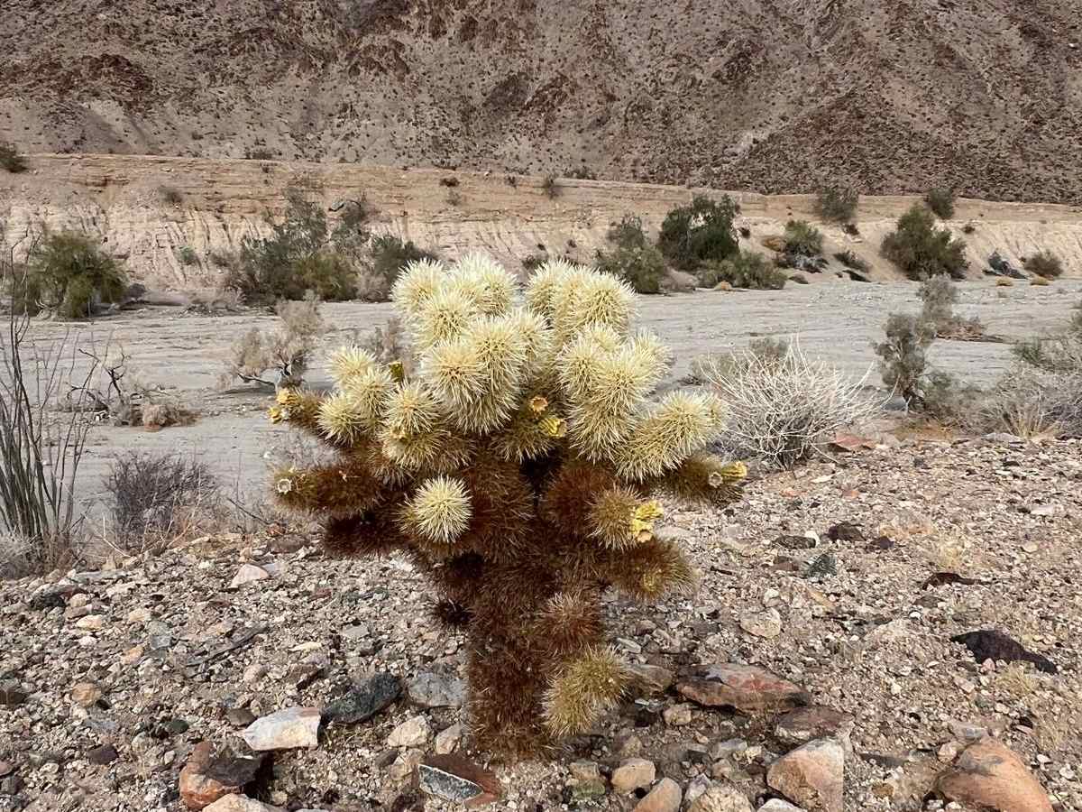 Corn Springs Trail photo 5