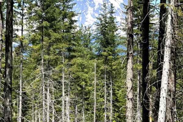 Greenhorn Creek Road