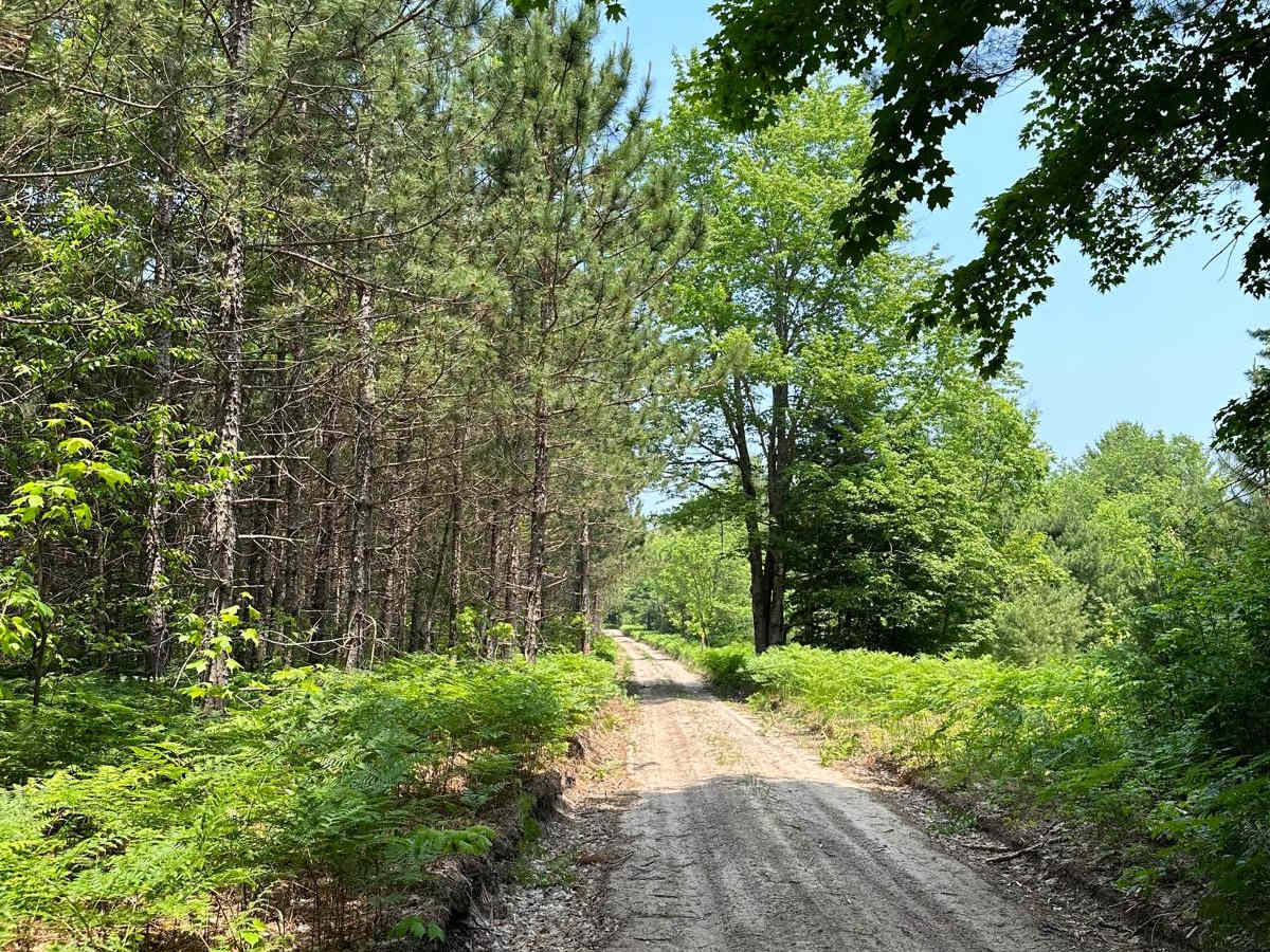 Pine Road Part 2 photo 4