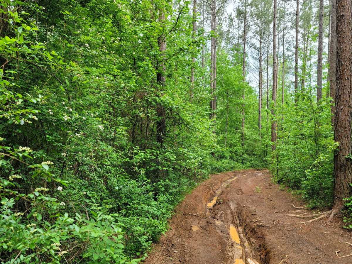 Easy Street trail photo