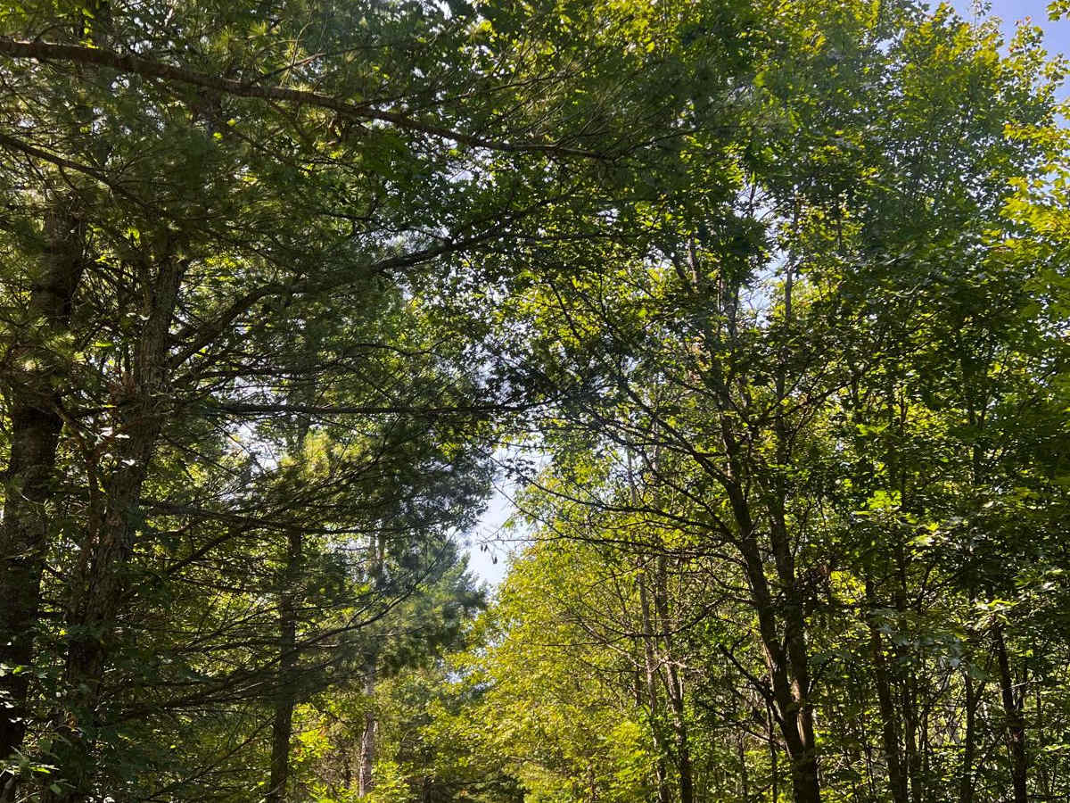 No. 12 Trail trail photo