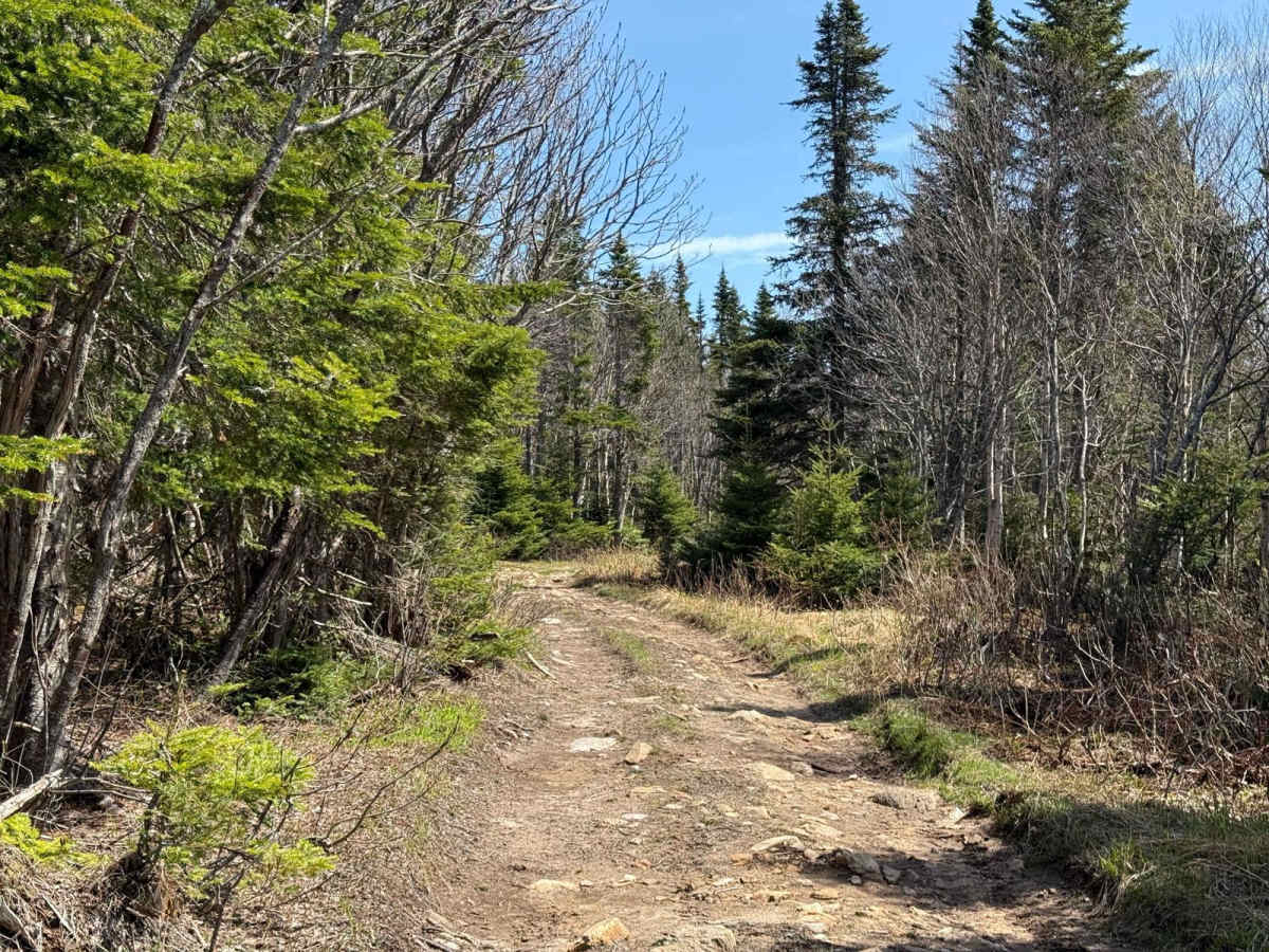 McMillan Flowage Trail photo 5