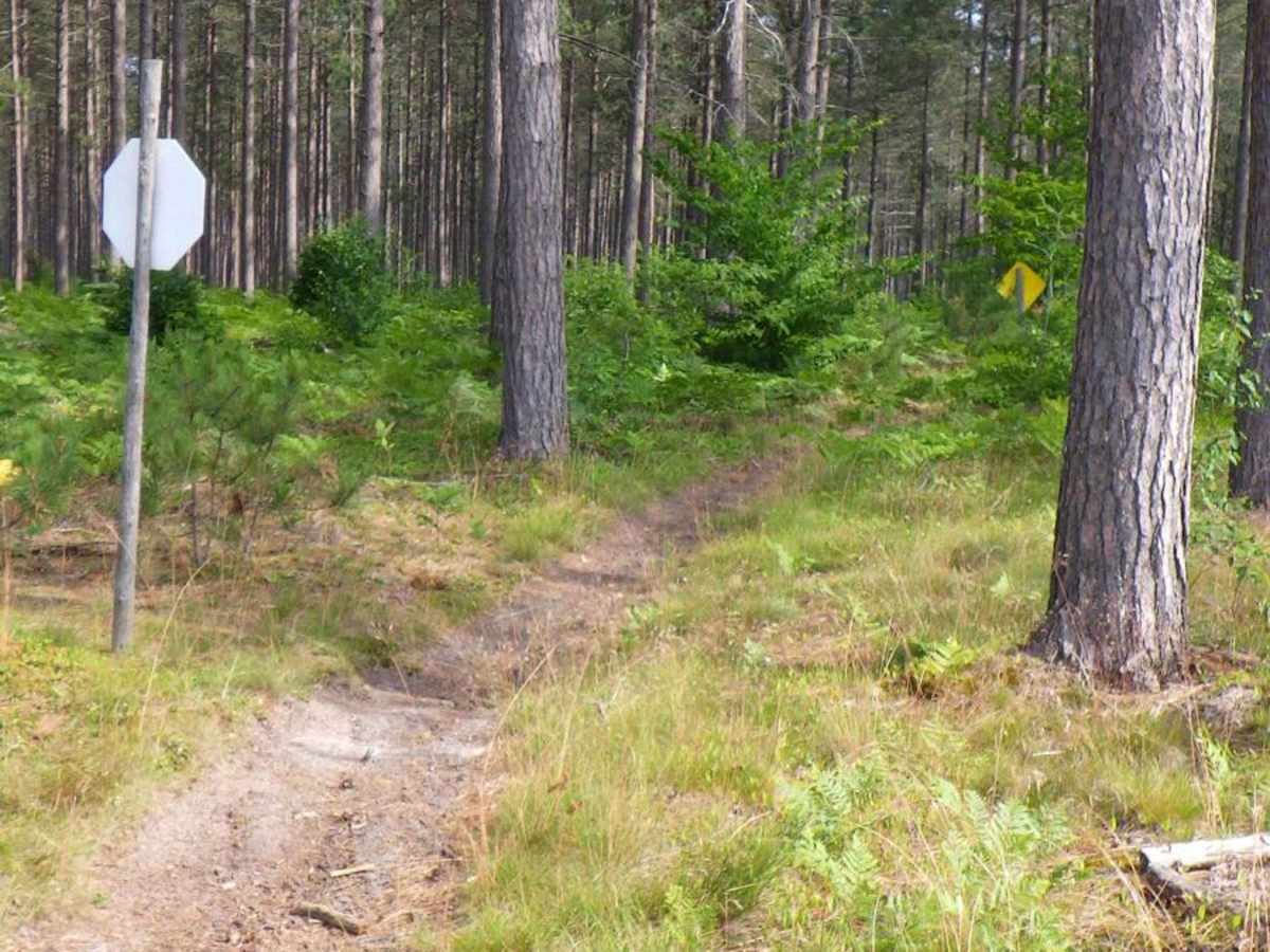 Brevort-Trout Lake Motorcycle Trail East photo 4