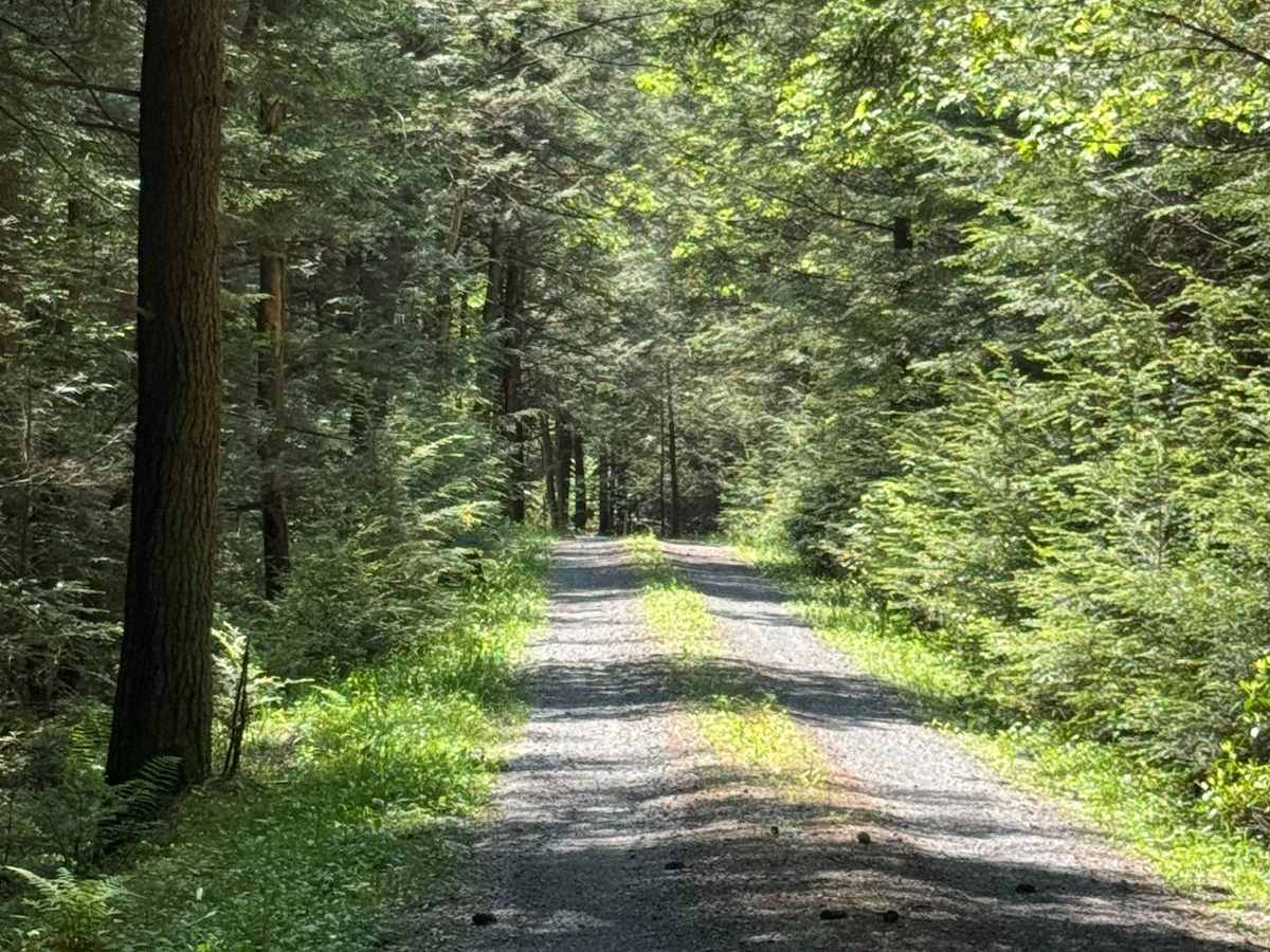 Right Branch Hyner Run Road photo 3