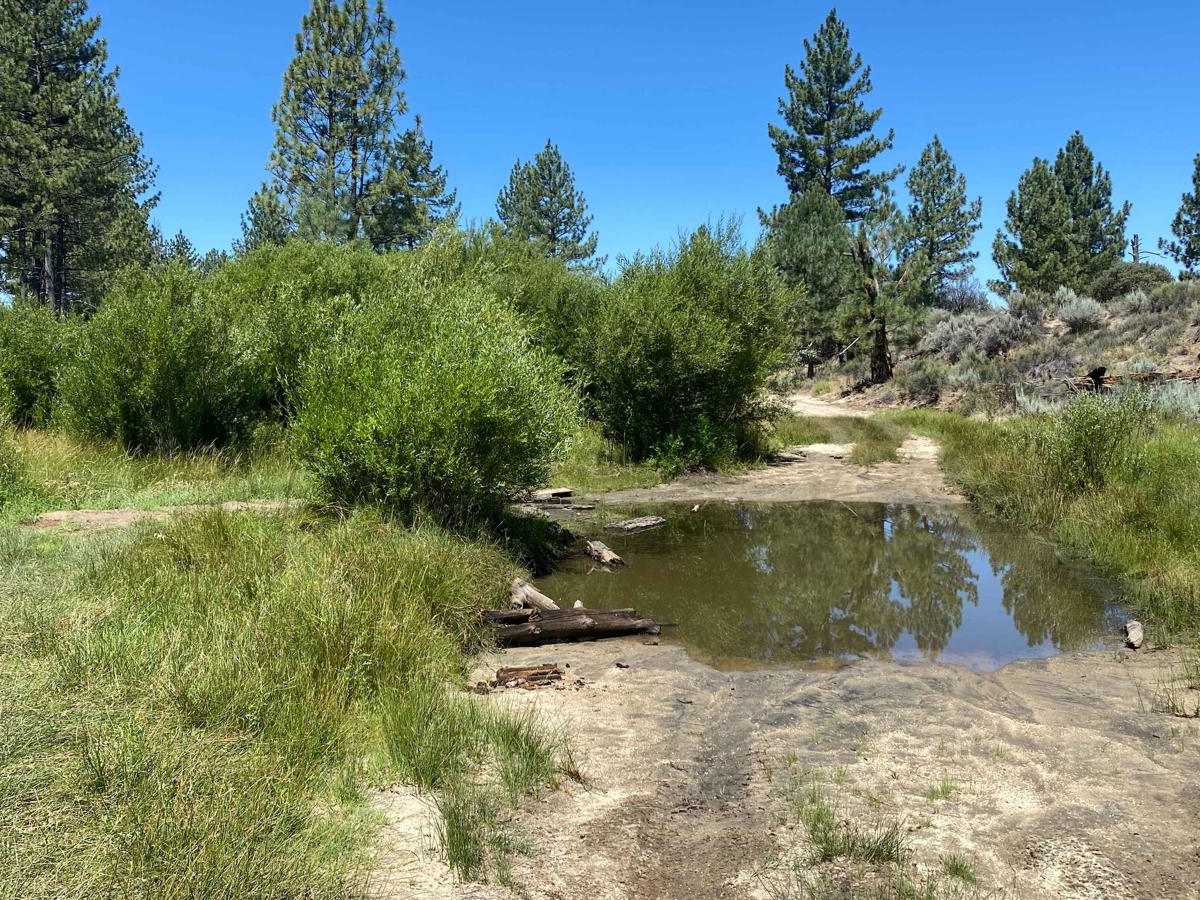 Pine Forest Trail to Laguna Hanson Cerro San Pedro trail photo