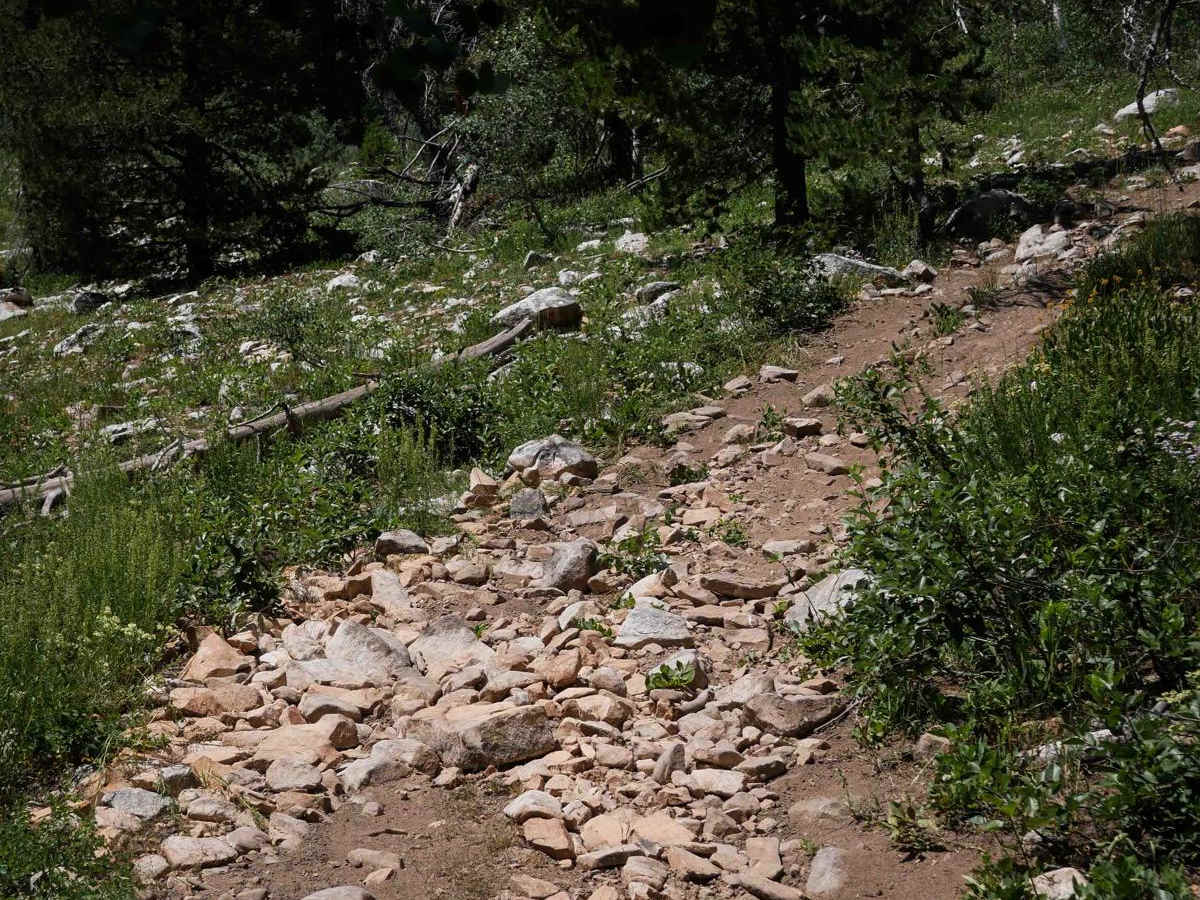 Lone Pine #3343 trail photo