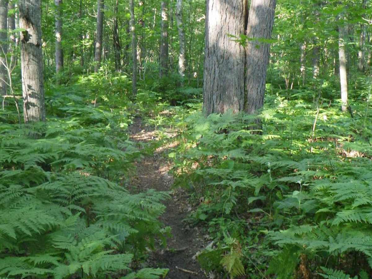 Kinross Motorcycle Trail South/East Loop photo 4