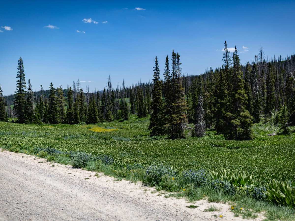 Mill Hollow - Duchesne Ridge (FR 70054) photo 6