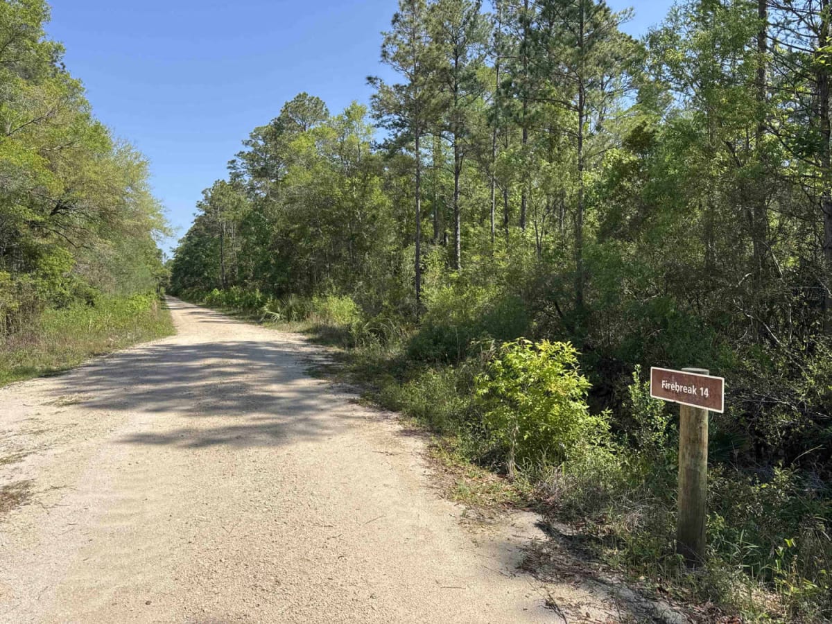 Firebreak 14 - Aucilla WMA photo 5