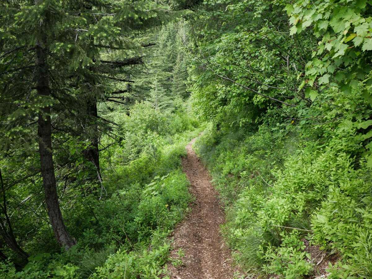 East Fork Big Creek photo 2
