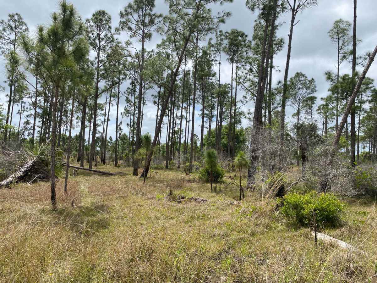 Albritton Loop photo 6