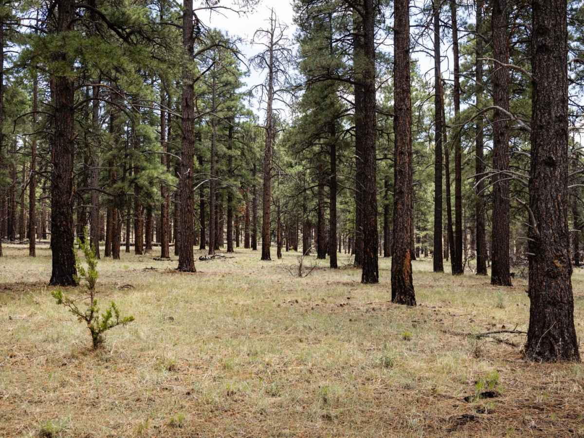 Elk Spring trail photo