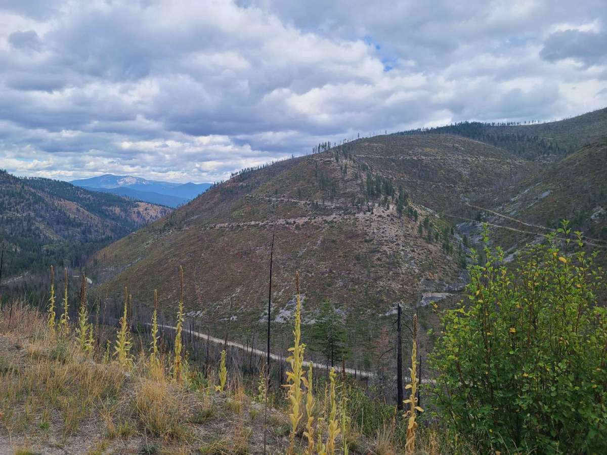 Bemish Ridge - FS 7583 trail photo