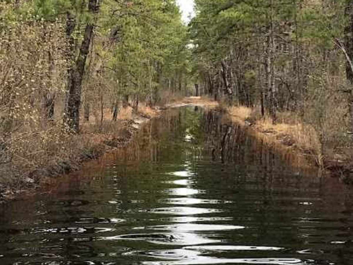 Batsto Fireline Trail photo 4