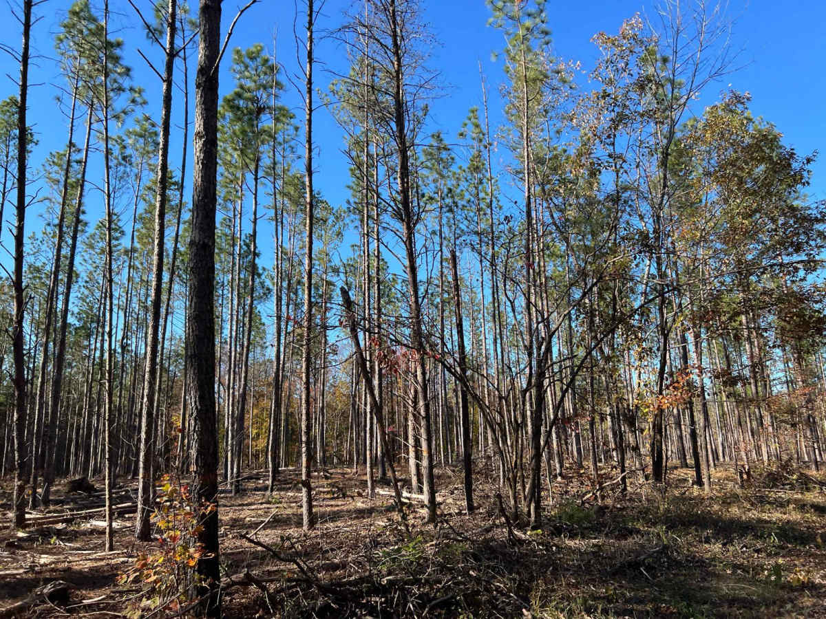 Mountain Springs Road - FS 236 photo 2